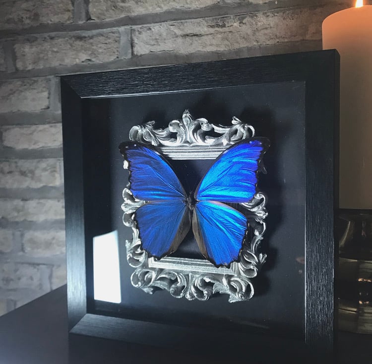 Image of Ornate Victoriana Framed Blue Morpho Butterfly Extra Large