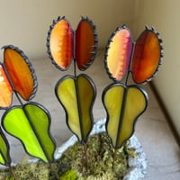 Image 5 of Venus Flytraps