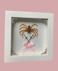Coquette huntsman spider