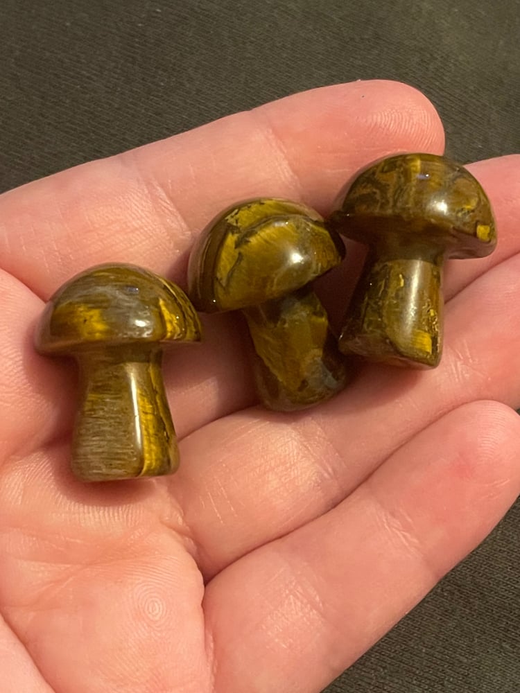 Image of Tigers eye mushrooms 