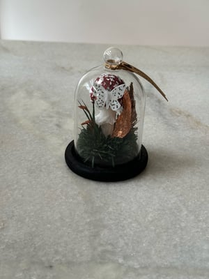 Image of Amanita Muscaria