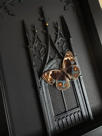 Image 3 of Blue pansy