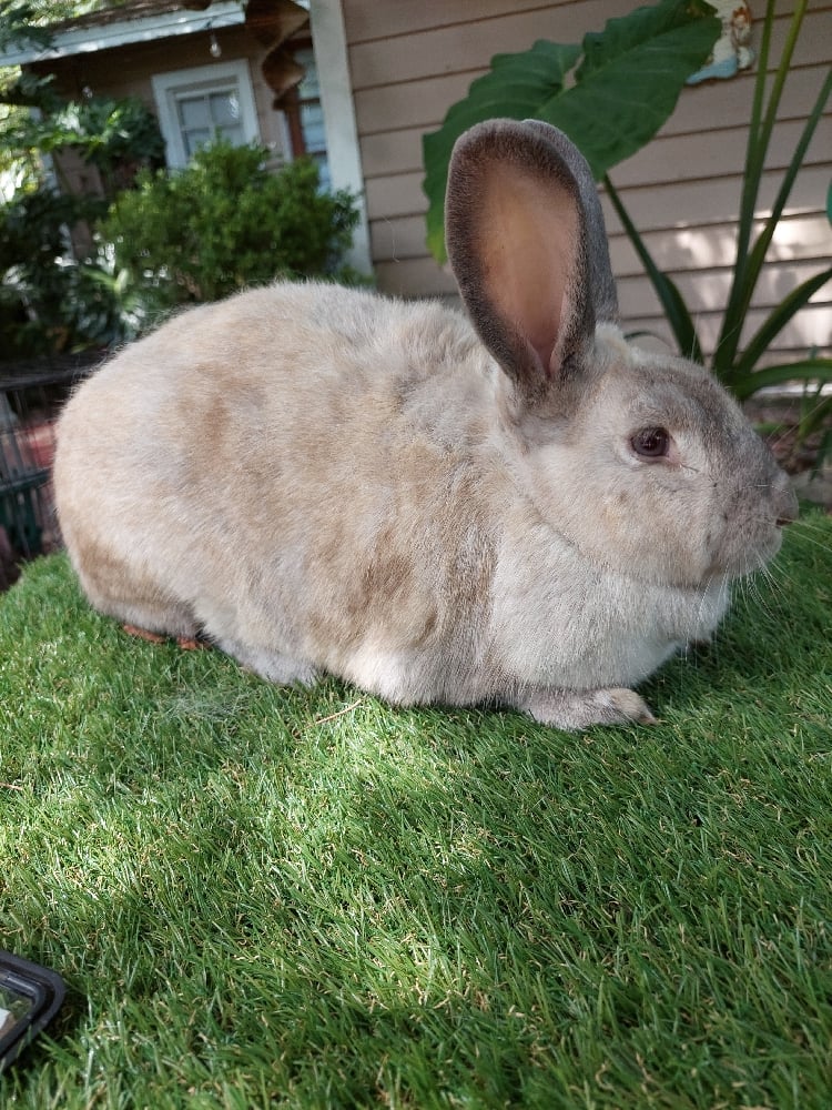 Image of Flemish Giant 4 (Fixed)