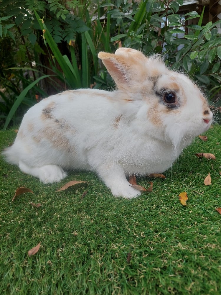 Image of Gandalf (Ml