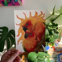 Image 2 of sun conure print