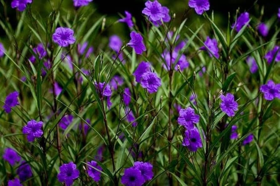 Image of PLANTS Ruellia Brittoniana 🪻🪻🪻🪻🪻