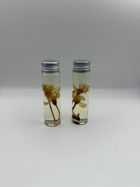 Image 2 of Cherry Blossom (Prunus cerasus) Wet Specimen | 20ml Vial