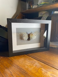 Ayuthia spectabile (ghost cicada)