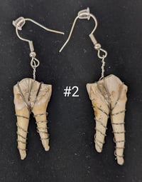 Image 2 of Large Deer Molar Earrings