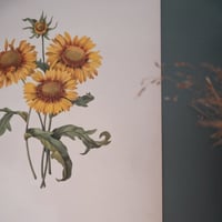 Image 4 of Planches  Anciennes les fleurs de Redouté 