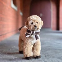 Image 1 of BEAR & BOW - ESPRESSO