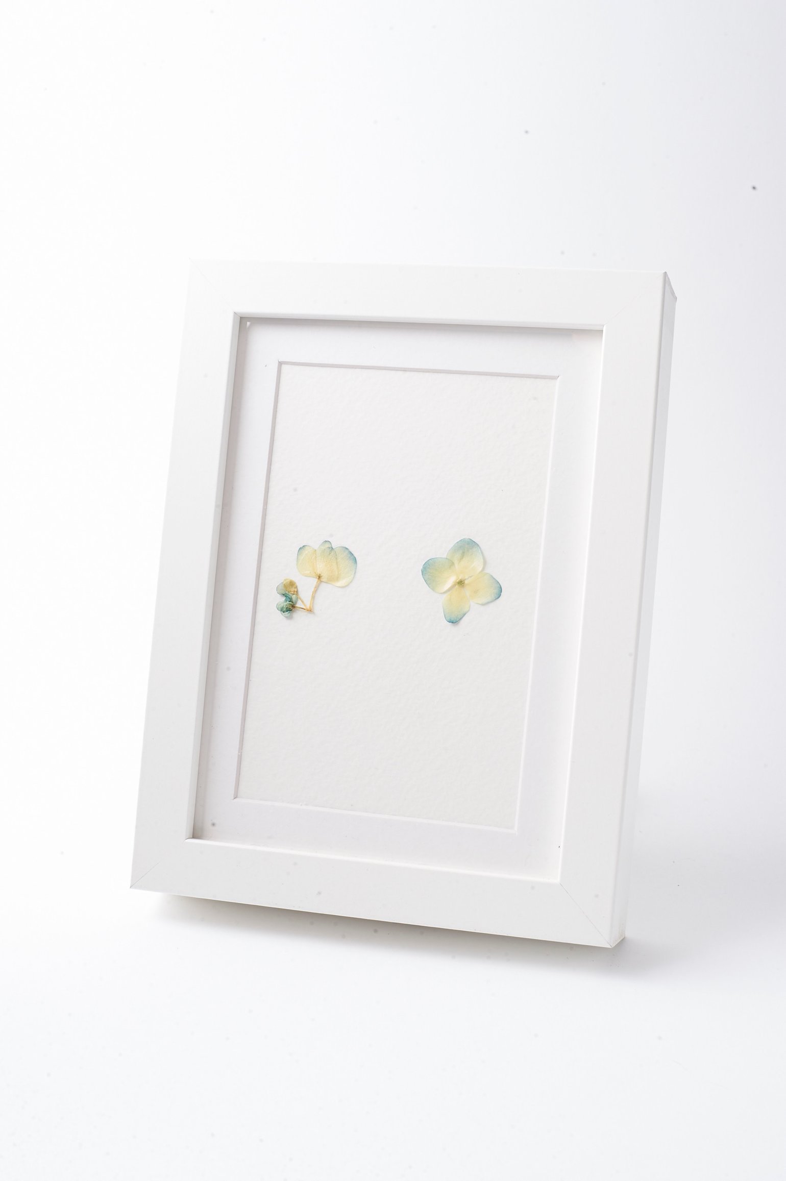 Image of Hydrangeas