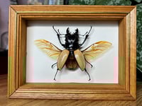 Image 1 of gold stag beetle 