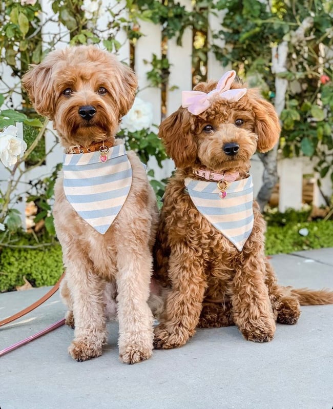 Pink Mini Me Twinning Gifting Set