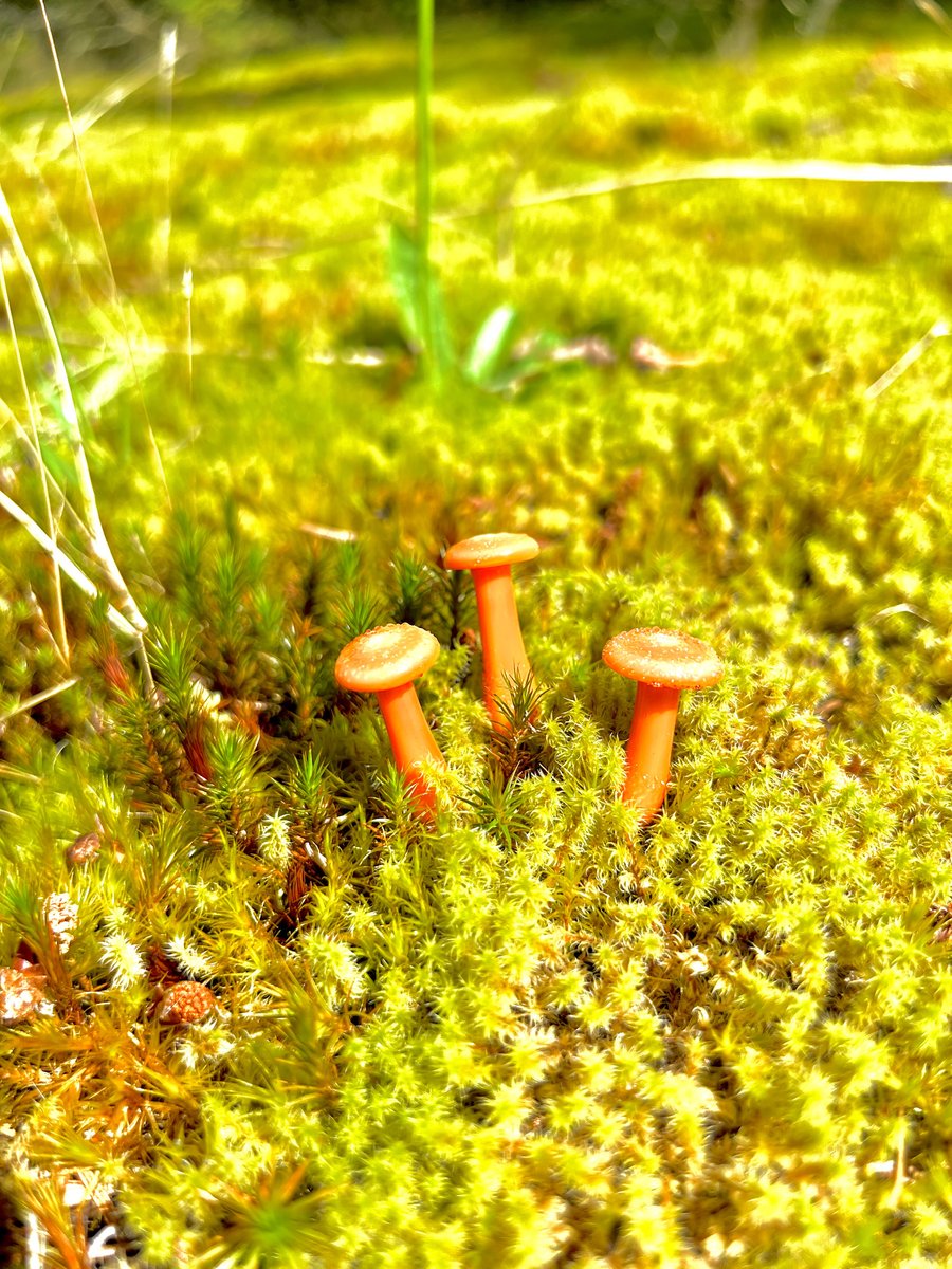 Image of 3 Orange Mushroom Plant Spikes