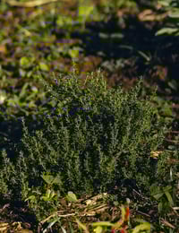 Image 3 of Thyme