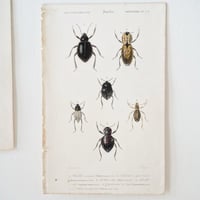 Image 16 of Illustration Ancienne Insectes