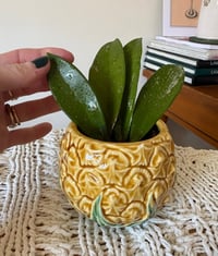 Image 1 of Hoya Pubicalyx in Pineapple Mug