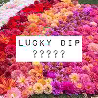Lucky Dip Dahlia Tuber