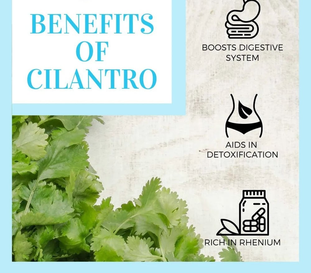 PURE WILD CILANTRO Essence/Hydrosol Juice. Digestion. Heavy Metal Detoxer. Anxiety. Oxygen.