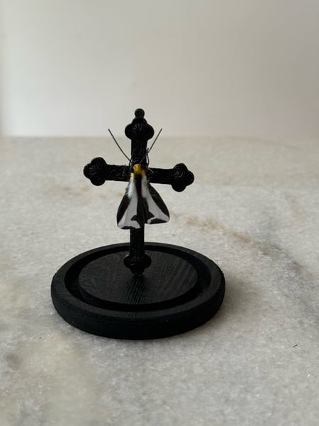 Image of Crucifix moth and crucifix faux entomology 