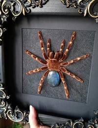 Image 3 of Large! Brazilian White knee tarantula