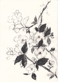 apple blossom no. 3