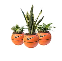 Image 6 of PLANTSBALL (S) Orange 