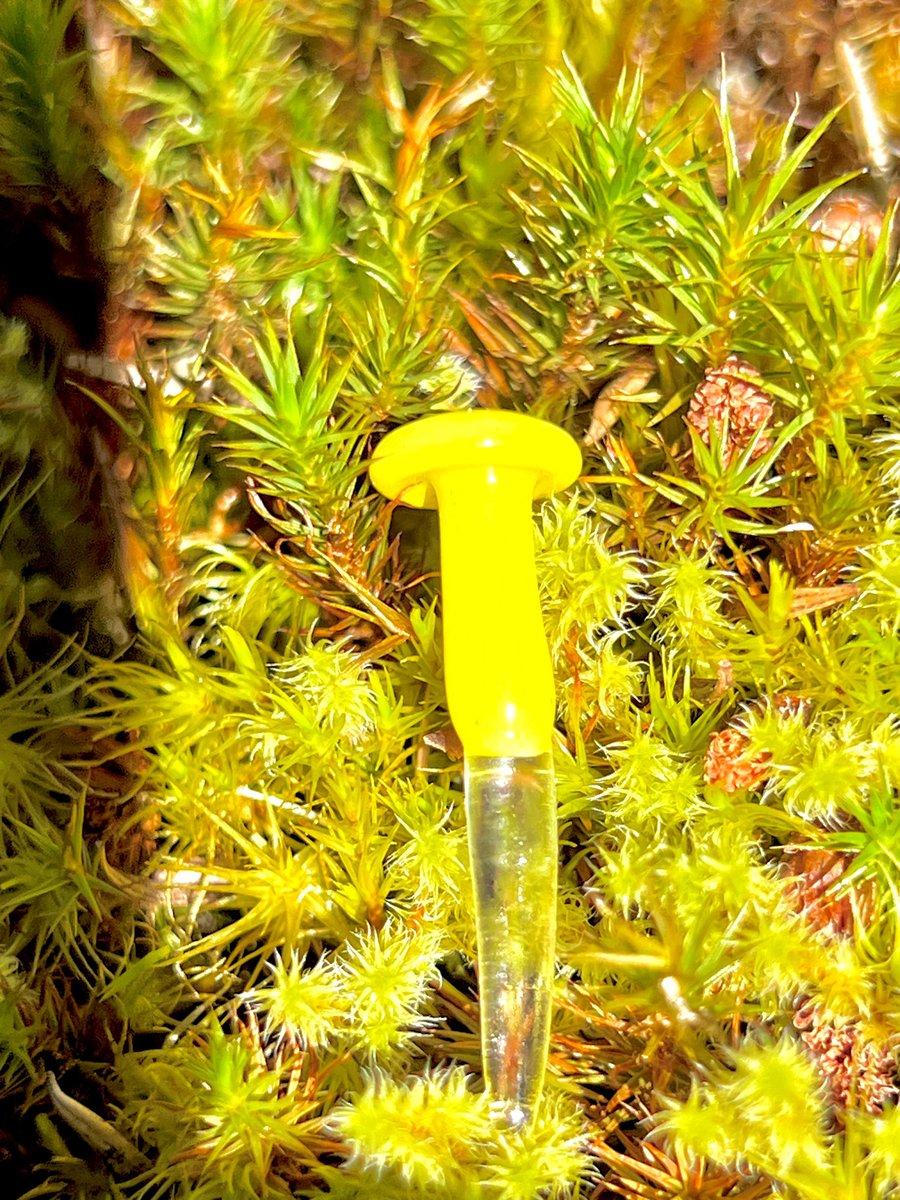 Image of Mini Yellow Mushroom Plant Spike