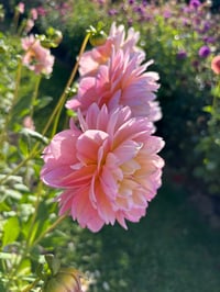 Image 3 of Rosemary Webb - Waterlily Type Dahlia 