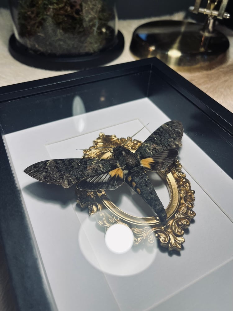 Image of Ornate Cocytius lucifer Hawk Moth 