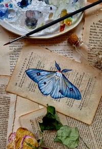 Image 4 of Life in Old Pages Insect n. 57 Ghostly silkmoth