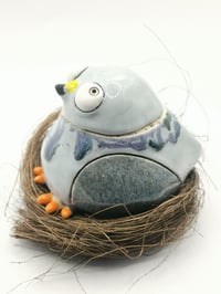 Image 3 of Pigeon 1