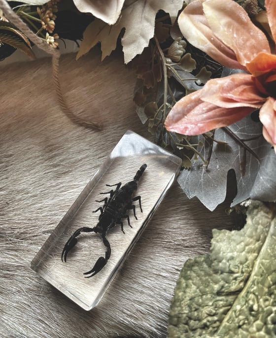 Image of Resin Scorpion Paperweight 