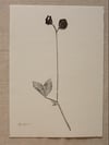 Sweet Pea 02 - A4 - Original Botanical Monoprint 