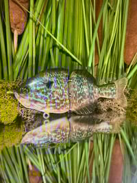 Image 1 of Finesse Gill - “Scarlytt’s Pumpkinseed”