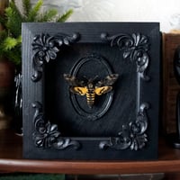 Image 3 of Reserved! Viper Skeleton and Death's Head Hawkmoths