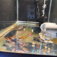 Image 3 of Ember Tetra