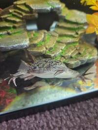 Image 1 of Pair of African Clawed Frogs