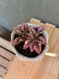 Image 4 of Polka Dot Plant in White Seahorse Pot