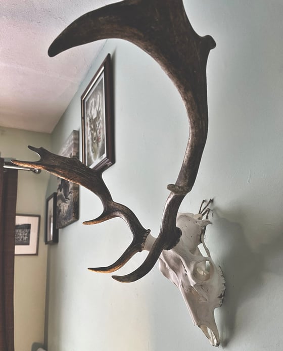 Image of British Fallow Deer Antlers 