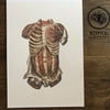 Torso anatomy print  (a4)