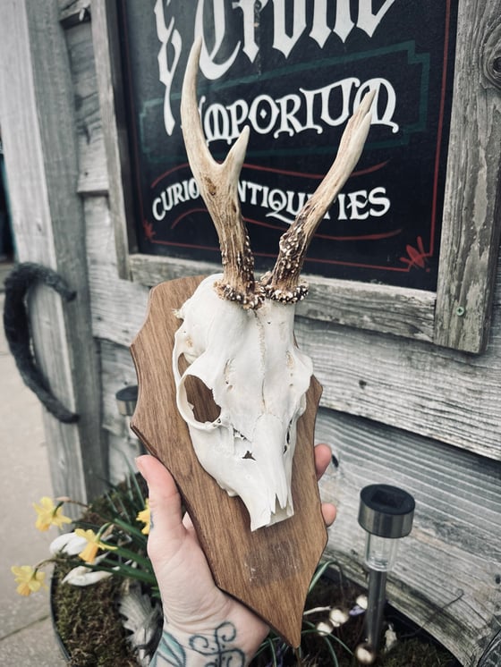 Image of Roebuck Antlers #2