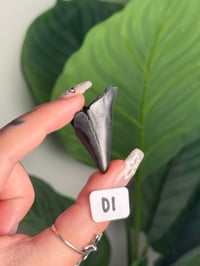 Image 15 of SMALL MEGALODON TEETH -SOUTH CAROLINA- CHOOSE YOUR OWN LOT 1