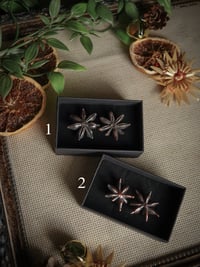 Real star anise stud earrings