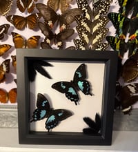 Image 2 of Teardrop Swallowtail