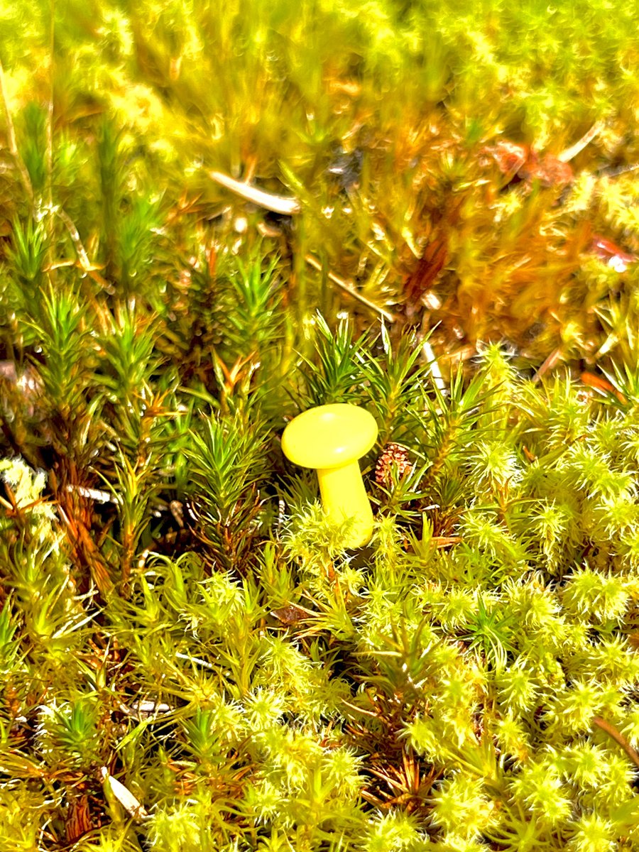 Image of Mini Yellow Mushroom Plant Spike