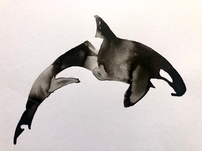 Orca 