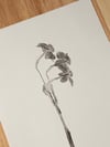 Narcissus Geranium 01 - A4 - Original Botanical Monoprint
