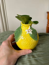 Image 5 of Baby Rubber Plant in Lemon Pot